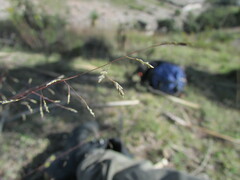 Eragrostis trichocolea