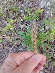 Setaria scheelei