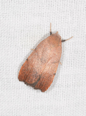 Tortricopsis semijunctella