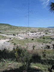 Eragrostis trichocolea