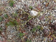 Pectocarya recurvata