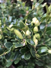 Psylla buxi
