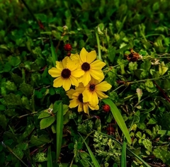 Coreopsis leavenworthii