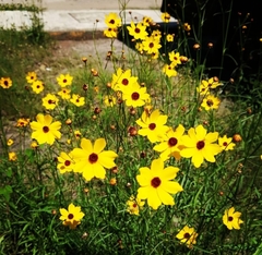 Coreopsis leavenworthii