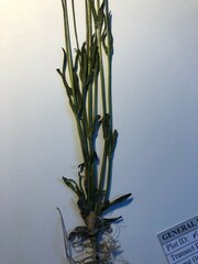 Gentianopsis detonsa