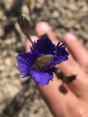 Gentianopsis detonsa