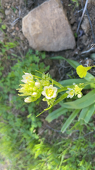 Toxicoscordion fremontii