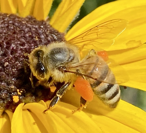 iNaturalist observation photo of Western Honey Bee