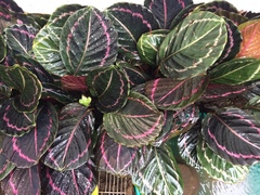 Goeppertia roseopicta