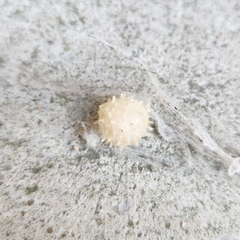 Latrodectus geometricus