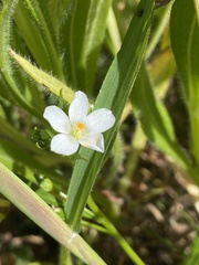 Calandrinia menziesii