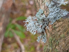 Pseudevernia consocians