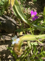 Calandrinia menziesii
