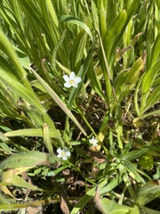 Calandrinia menziesii