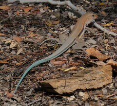 Pholidoscelis auberi