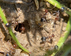Myrmecocystus mimicus