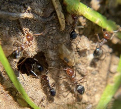 Myrmecocystus mimicus