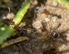 Myrmecocystus mimicus