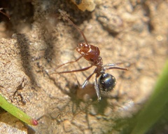 Myrmecocystus mimicus