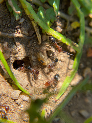 Myrmecocystus mimicus