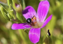 Myrmecocystus mimicus