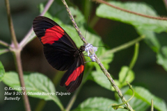 Heliconius erato adana