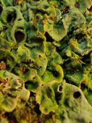 Solorina saccata