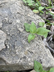 Calyptocarpus vialis