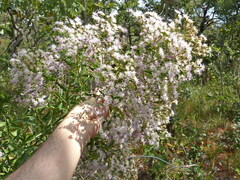Vernonanthura polyanthes