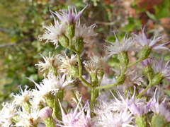 Vernonanthura polyanthes
