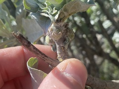 Asphondylia enceliae