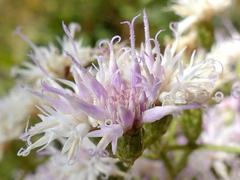 Vernonanthura polyanthes