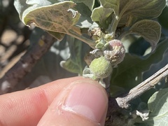 Asphondylia enceliae