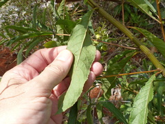 Vernonanthura polyanthes