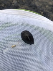 Monetaria caputophidii