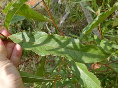 Vernonanthura polyanthes