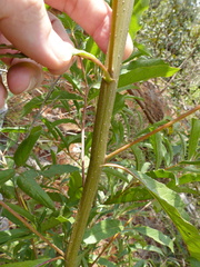 Vernonanthura polyanthes