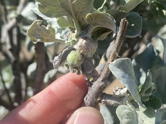 Asphondylia enceliae