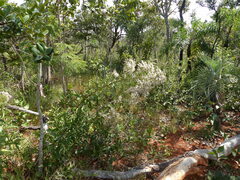 Vernonanthura polyanthes