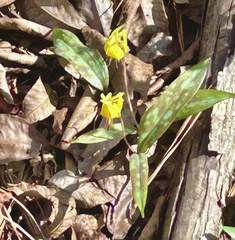 Erythronium umbilicatum