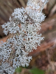 Pseudevernia consocians