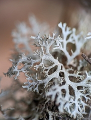 Pseudevernia consocians