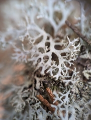 Pseudevernia consocians