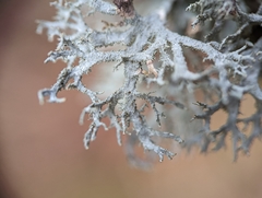 Pseudevernia consocians