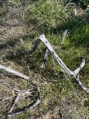 Proboscidea parviflora