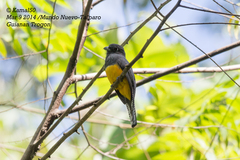 Trogon violaceus
