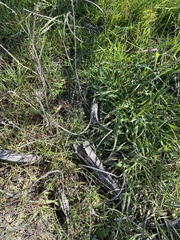 Proboscidea parviflora