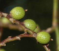 Calamus moti