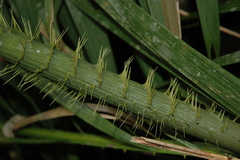 Calamus moti