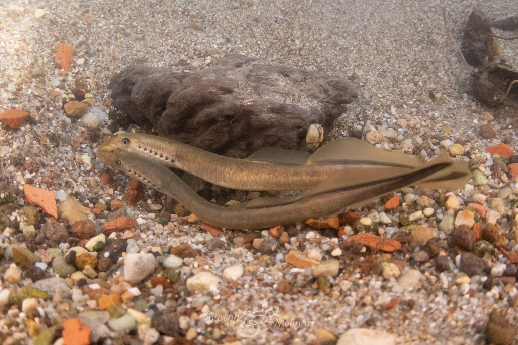 Po brook lamprey (Lethenteron zanandreai) — Petromyzontidae